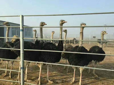 孔雀幼苗天寧鴕鳥腿病怎么辦